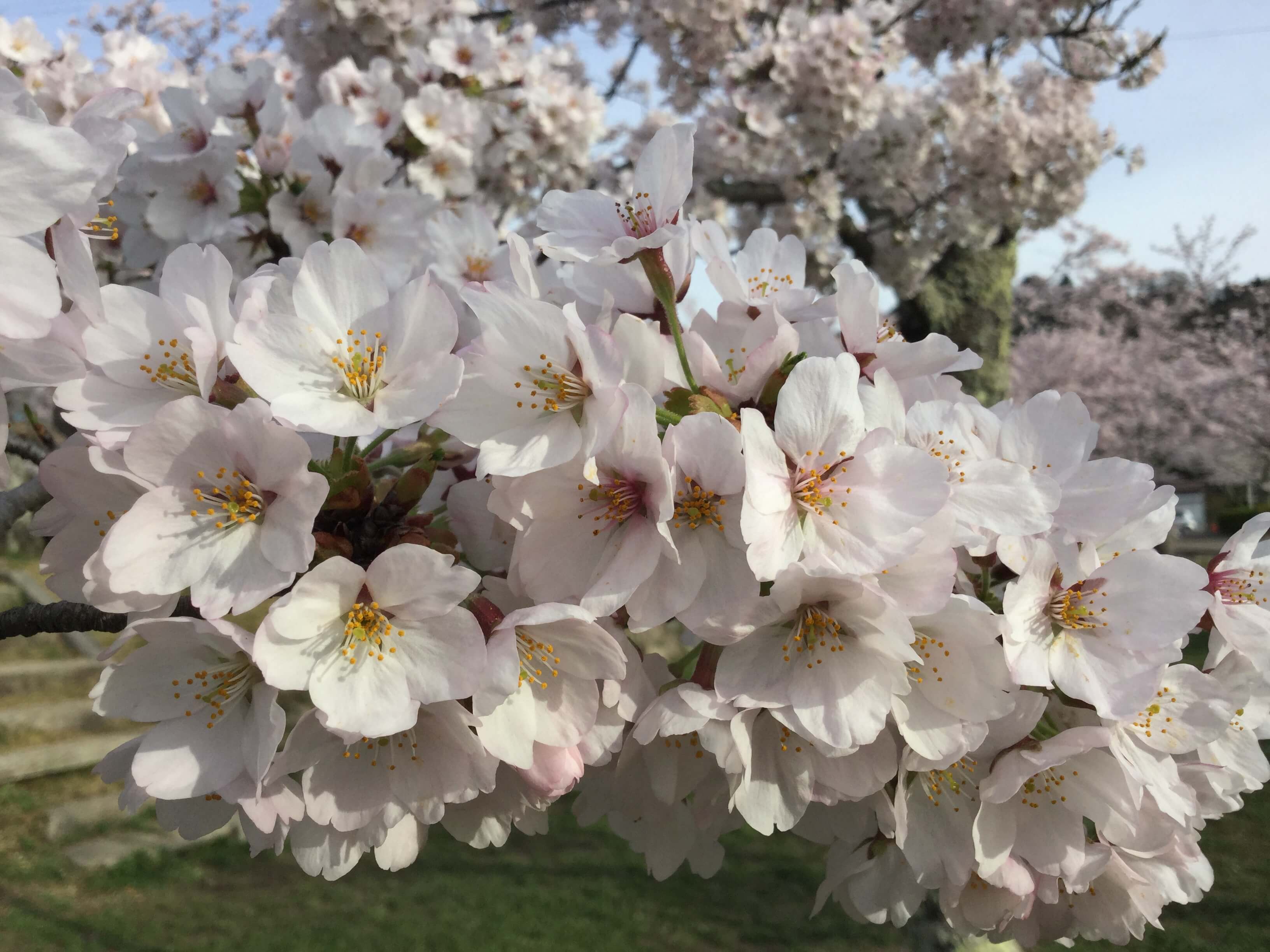 【高槻市の花見スポット】摂津峡公園の桜広場。アクセスとおすすめの時間帯。